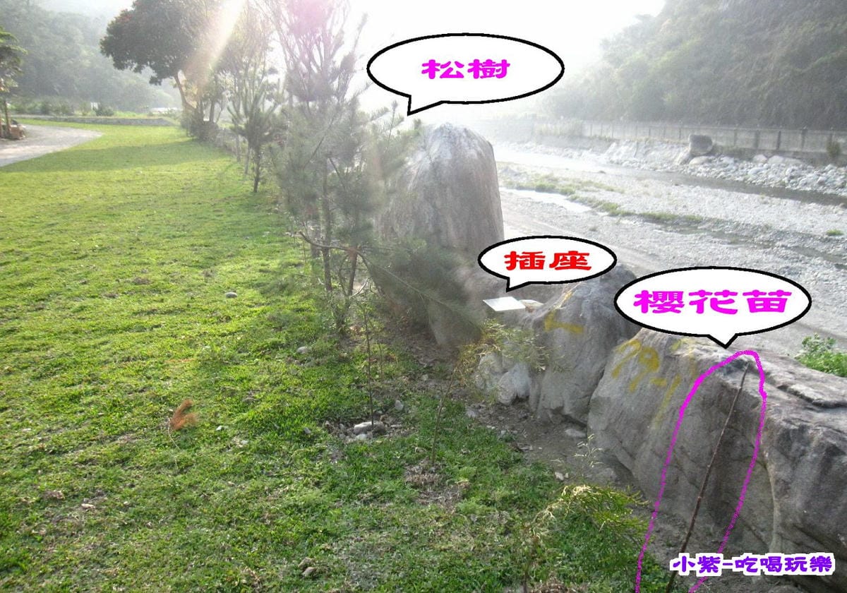 種櫻花.松樹 (1).jpg