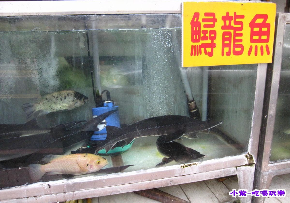 鱘龍魚.jpg
