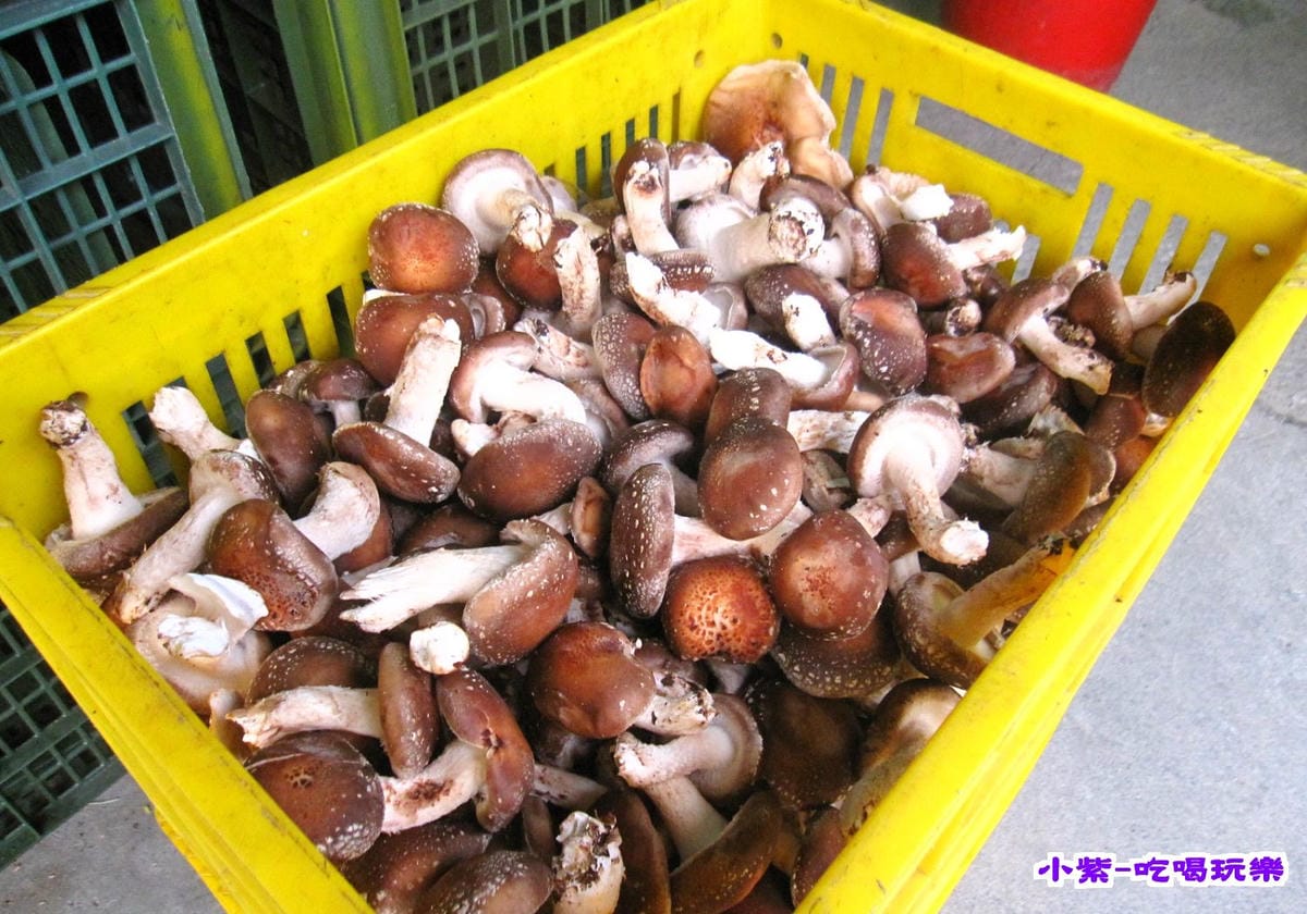 香菇農場.jpg