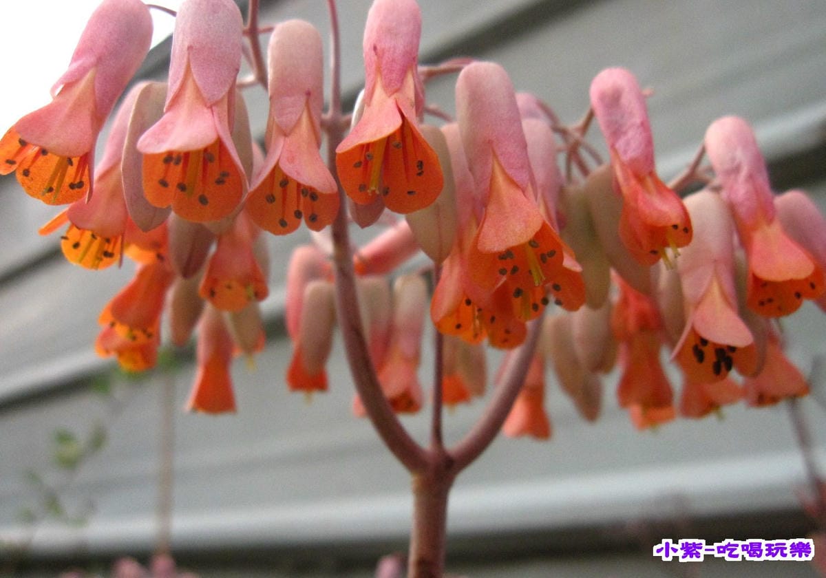 花兒 (1).jpg