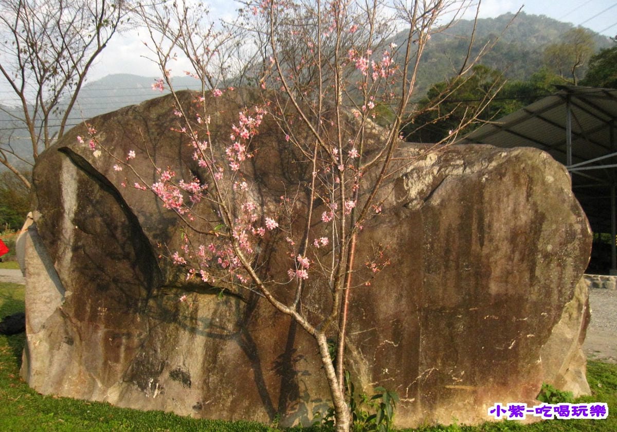 櫻花.jpg