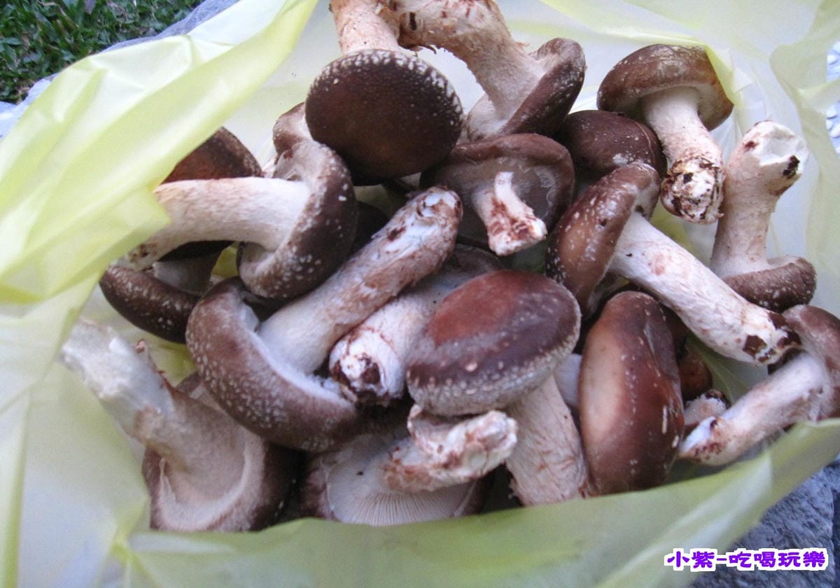香菇農場 (2).jpg