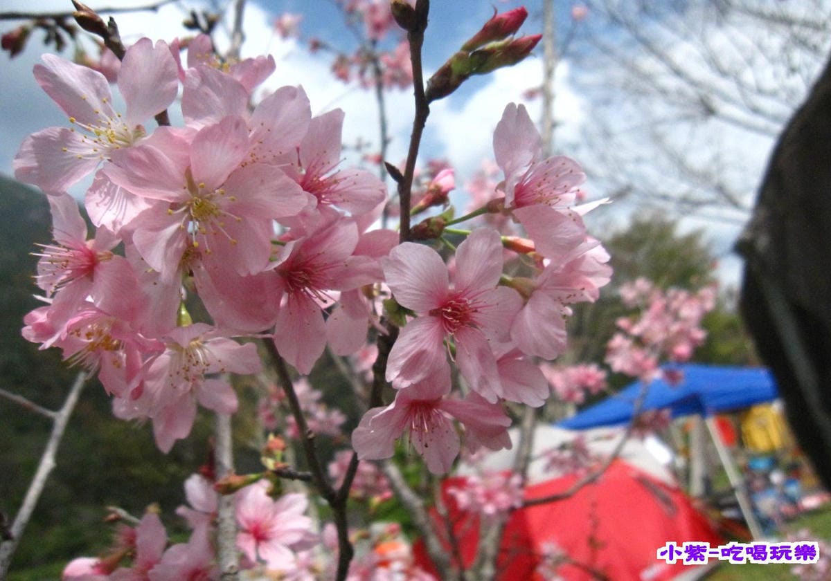 櫻花..jpg