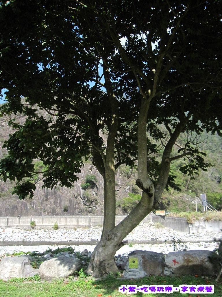 8河畔前大樹.jpg