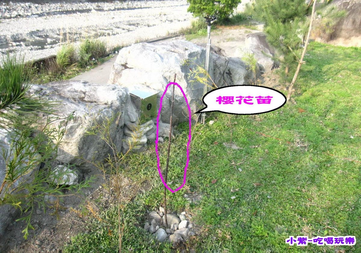 種櫻花.松樹.jpg