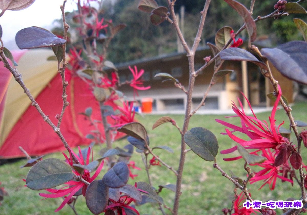 紅繼木.jpg