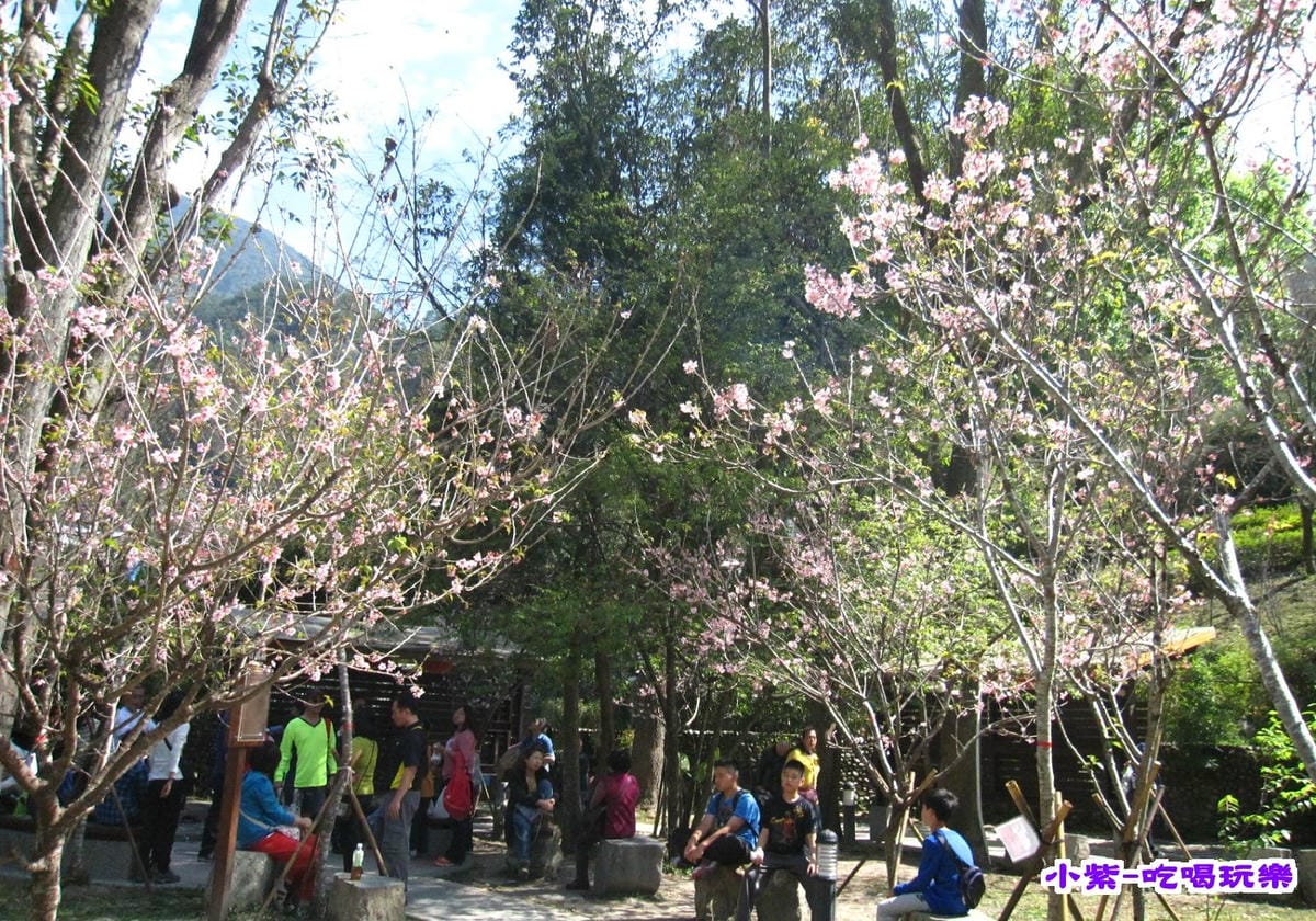 櫻花.jpg