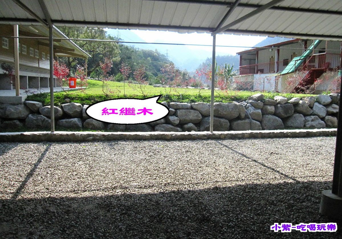 紅繼木..jpg