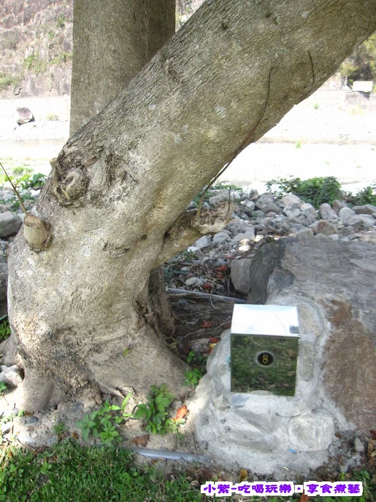 河畔8號大樹旁.jpg