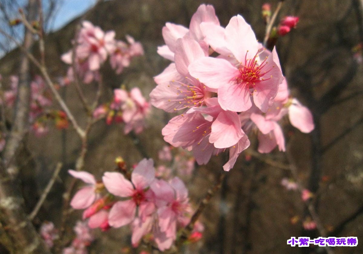 櫻花 (1).jpg