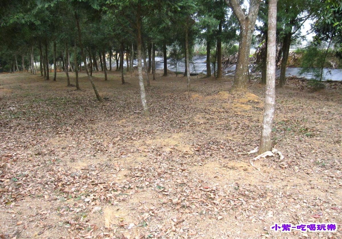 梢楠林 (1).jpg