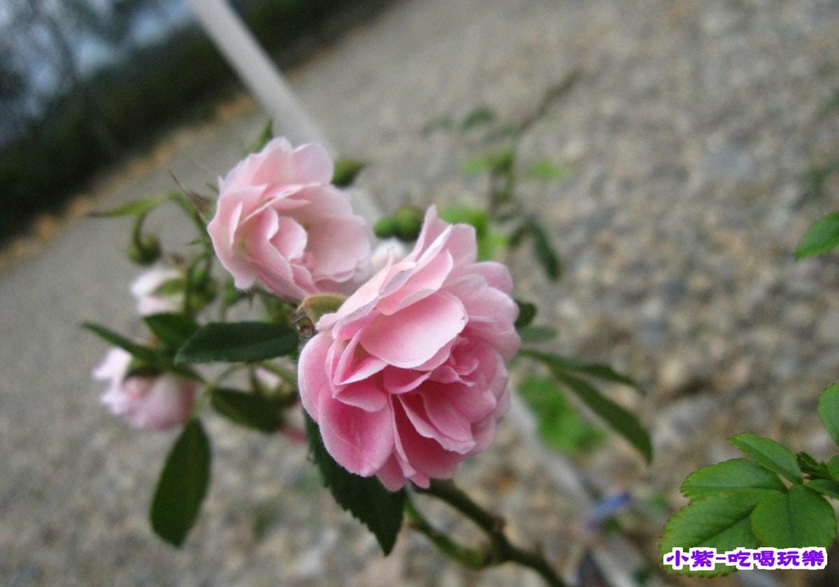 花和果樹 (2).jpg