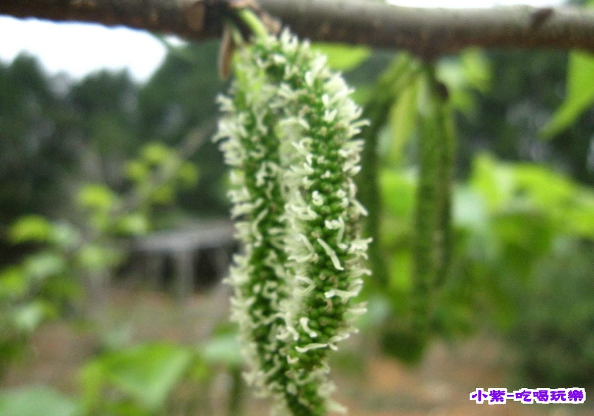 花和果樹 (7).jpg