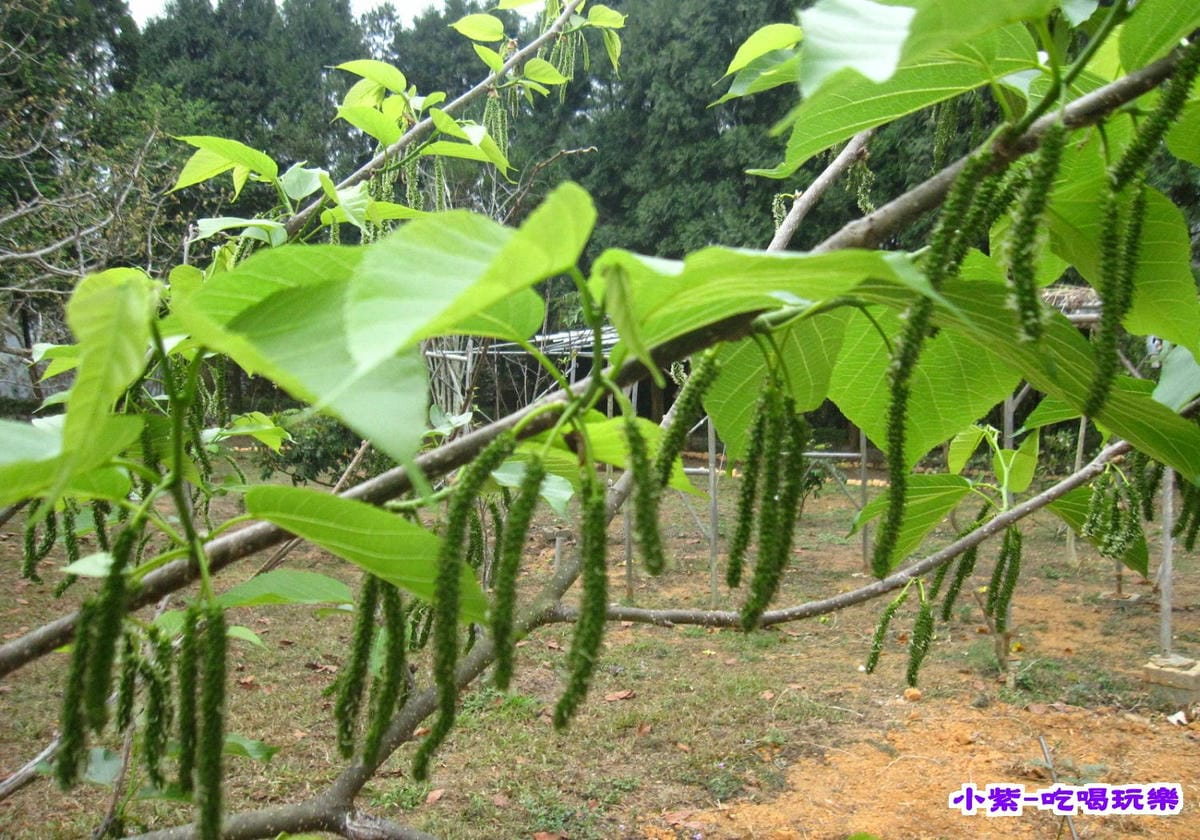 花和果樹 (8).jpg