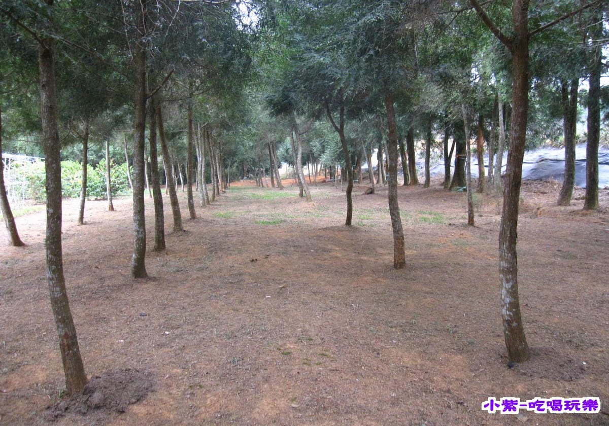 梢楠林 (3).jpg
