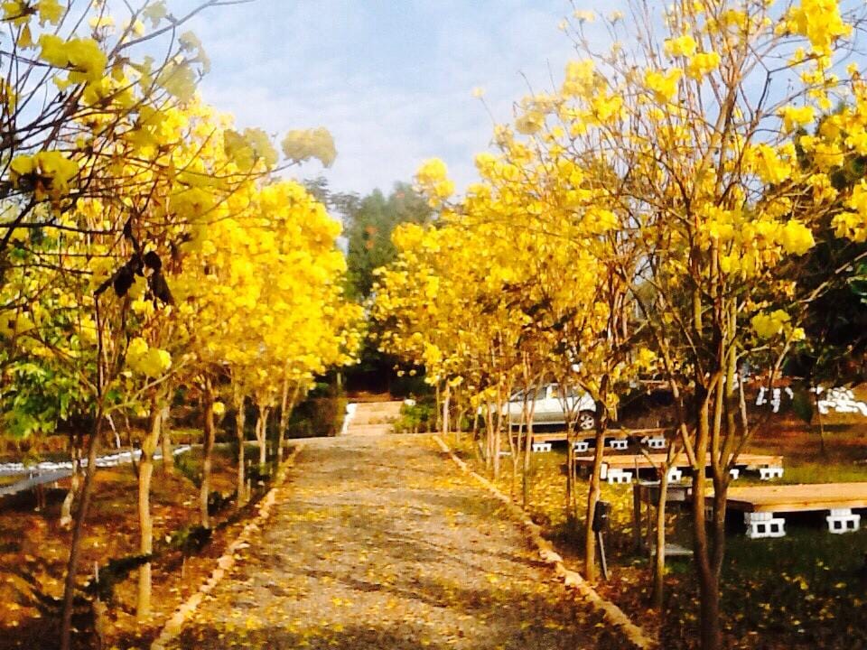 外寓黃花風鈴木.jpg