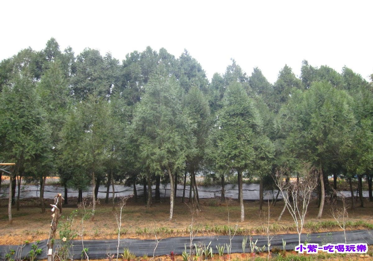 梢楠林.jpg