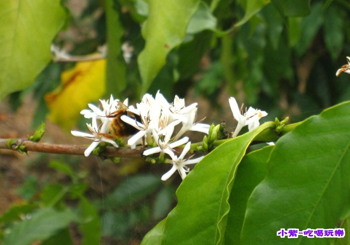 花和果樹 (11).jpg
