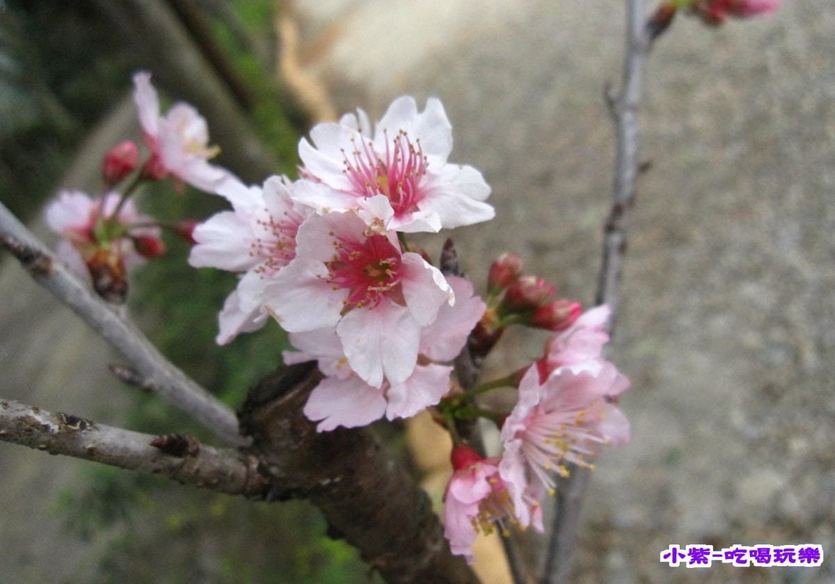 花和果樹 (4).jpg