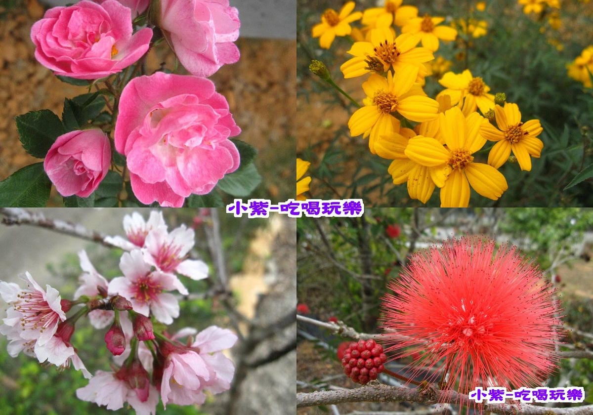 花兒(001).jpg
