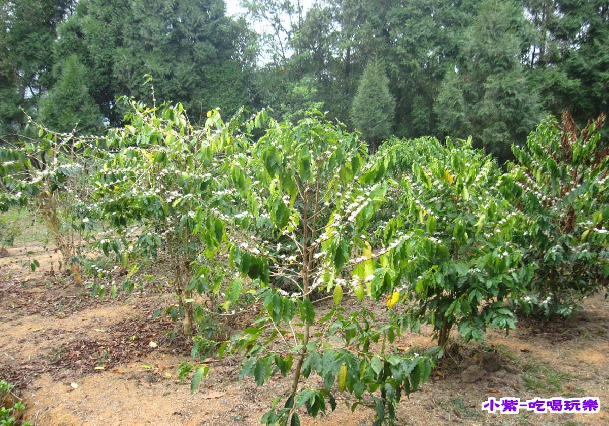 花和果樹 (12).jpg