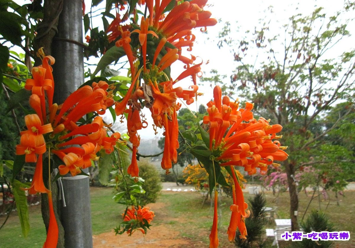 花和果樹.jpg
