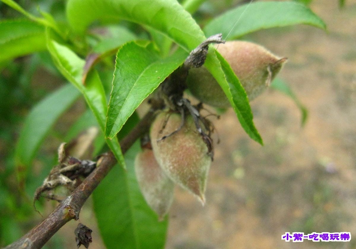 花和果樹 (9).jpg