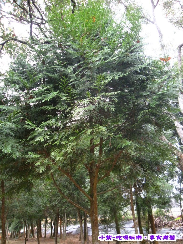 梢楠林 (2).jpg