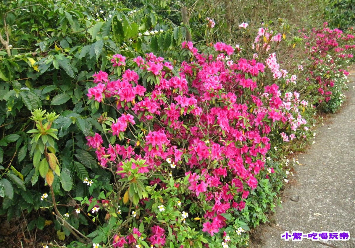 赤腳精靈後方步道賞花 (10).jpg