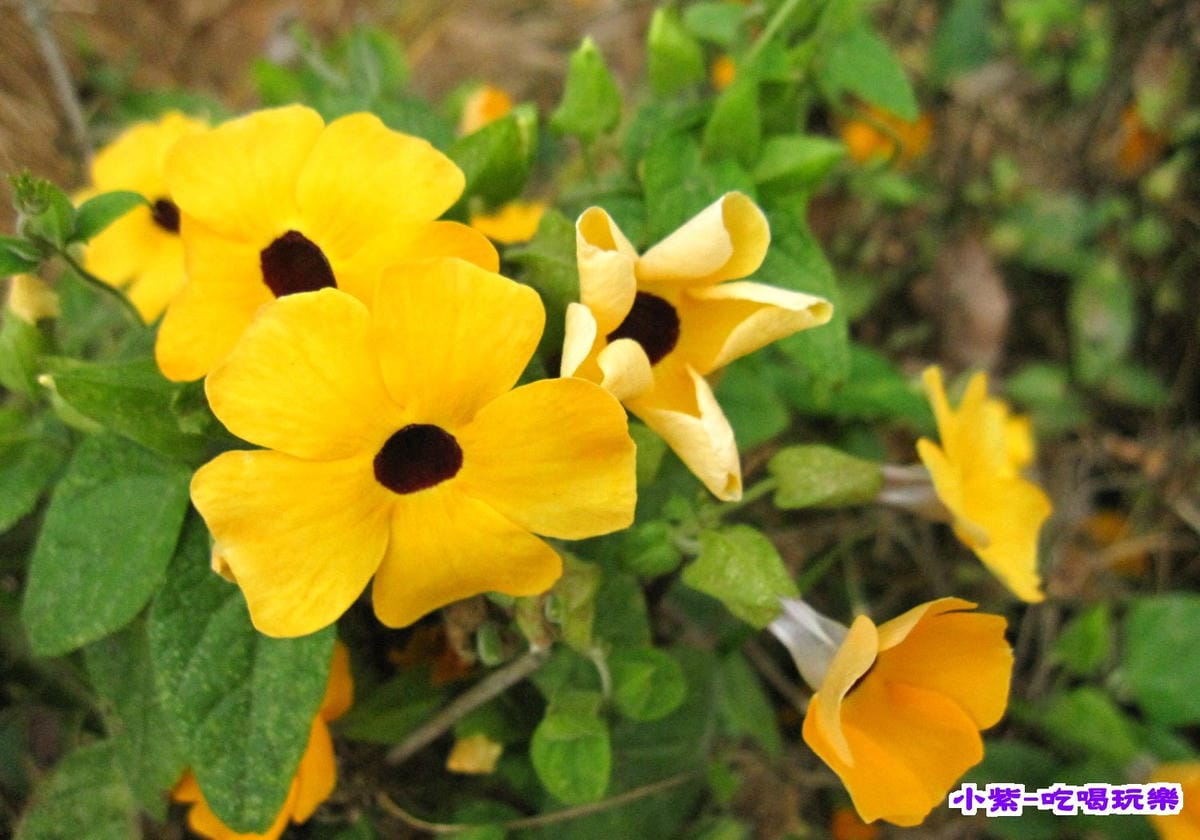 赤腳精靈後方步道賞花 (14).jpg