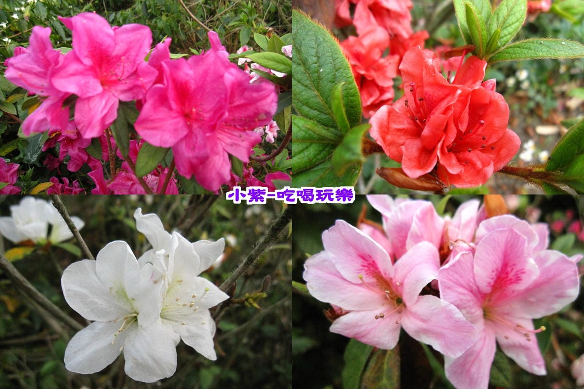 花.jpg