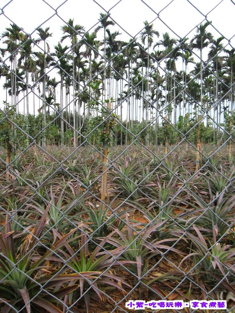 B區旁鳳梨園.jpg