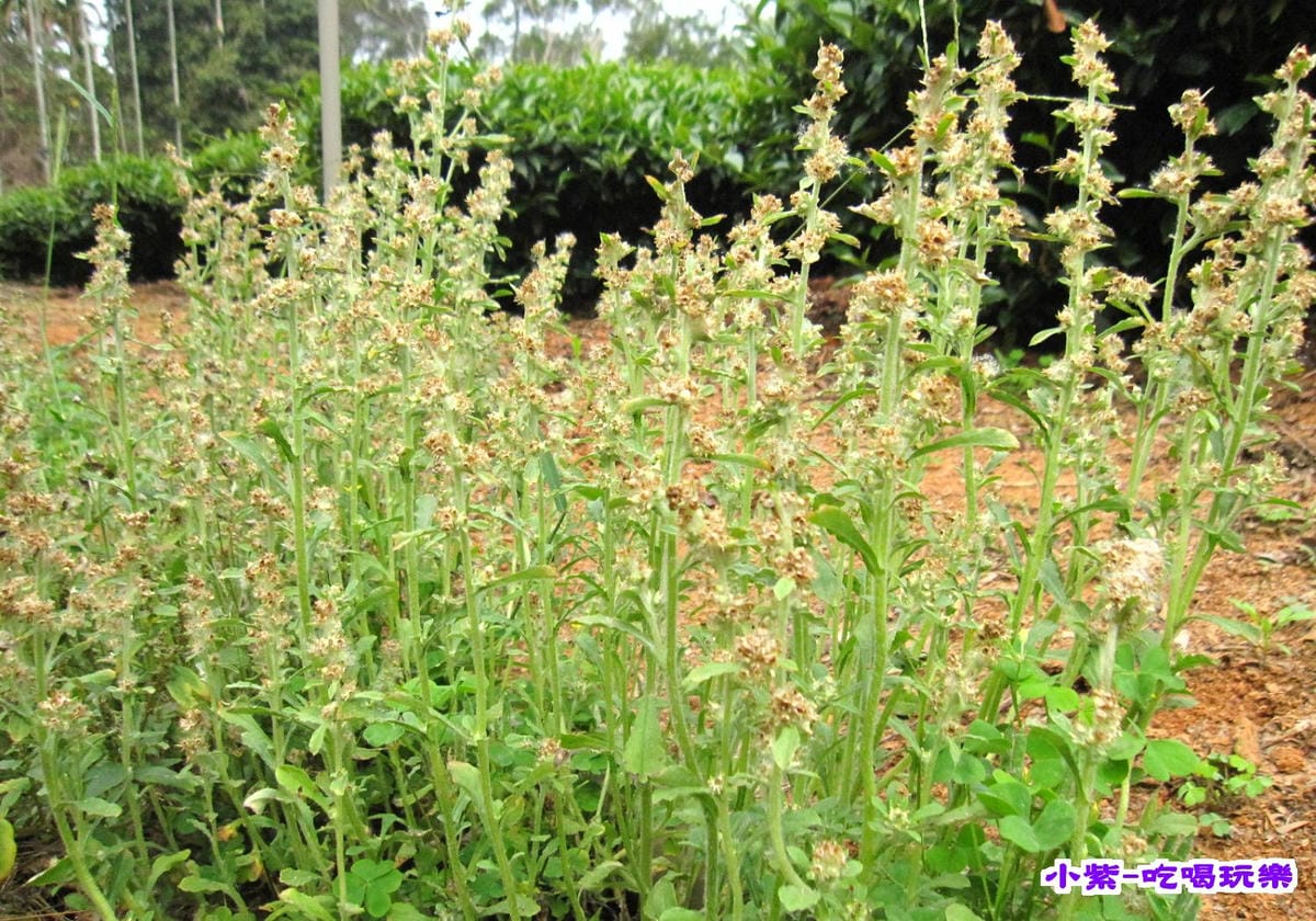 鼠鞠草(001).jpg