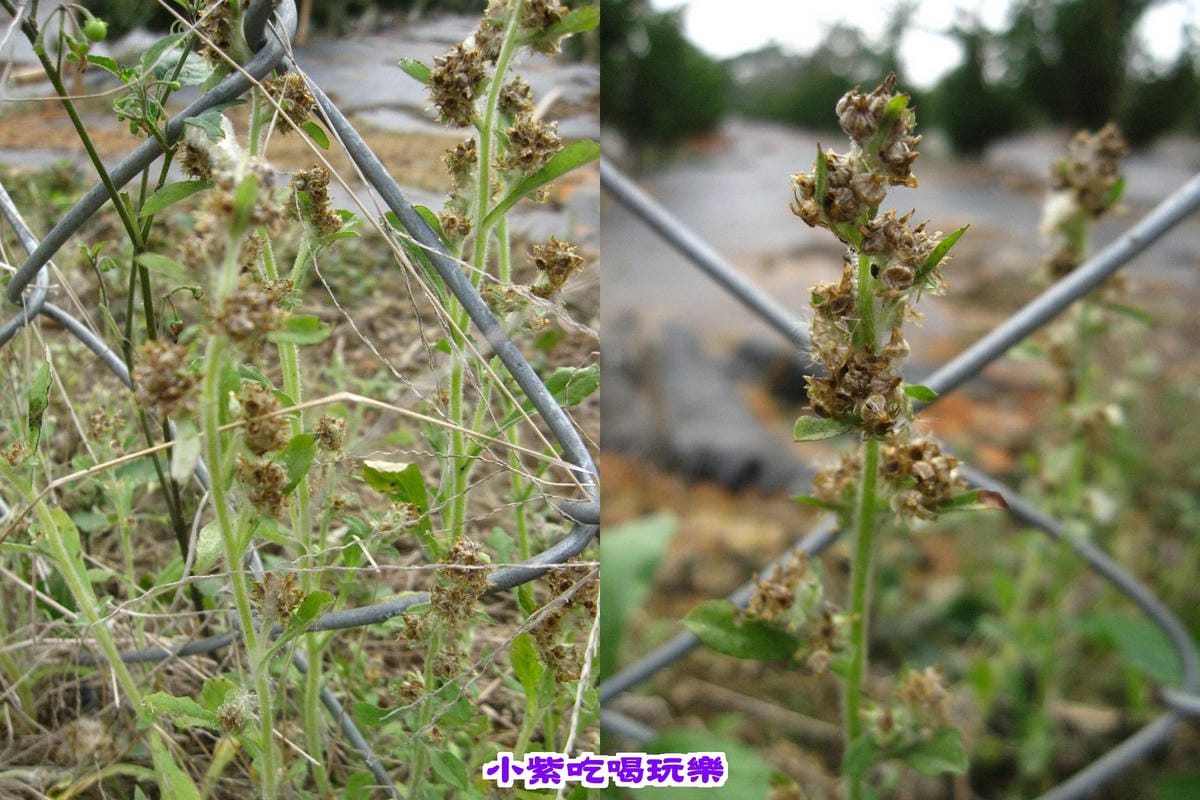 鼠鞠草.jpg