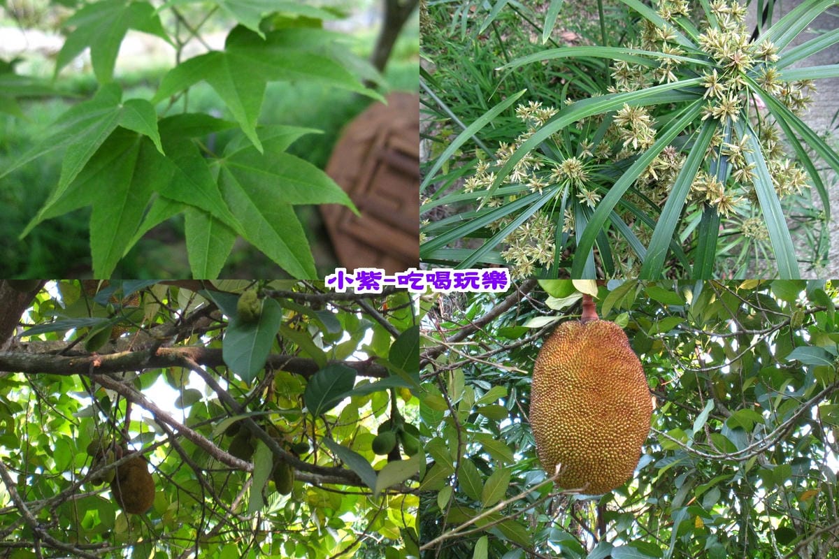 樹、果樹.jpg