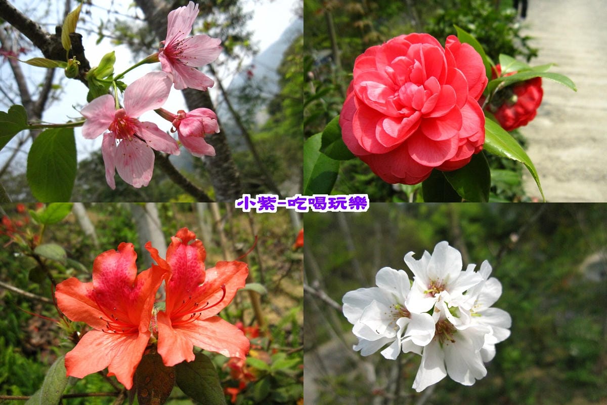 花兒.jpg