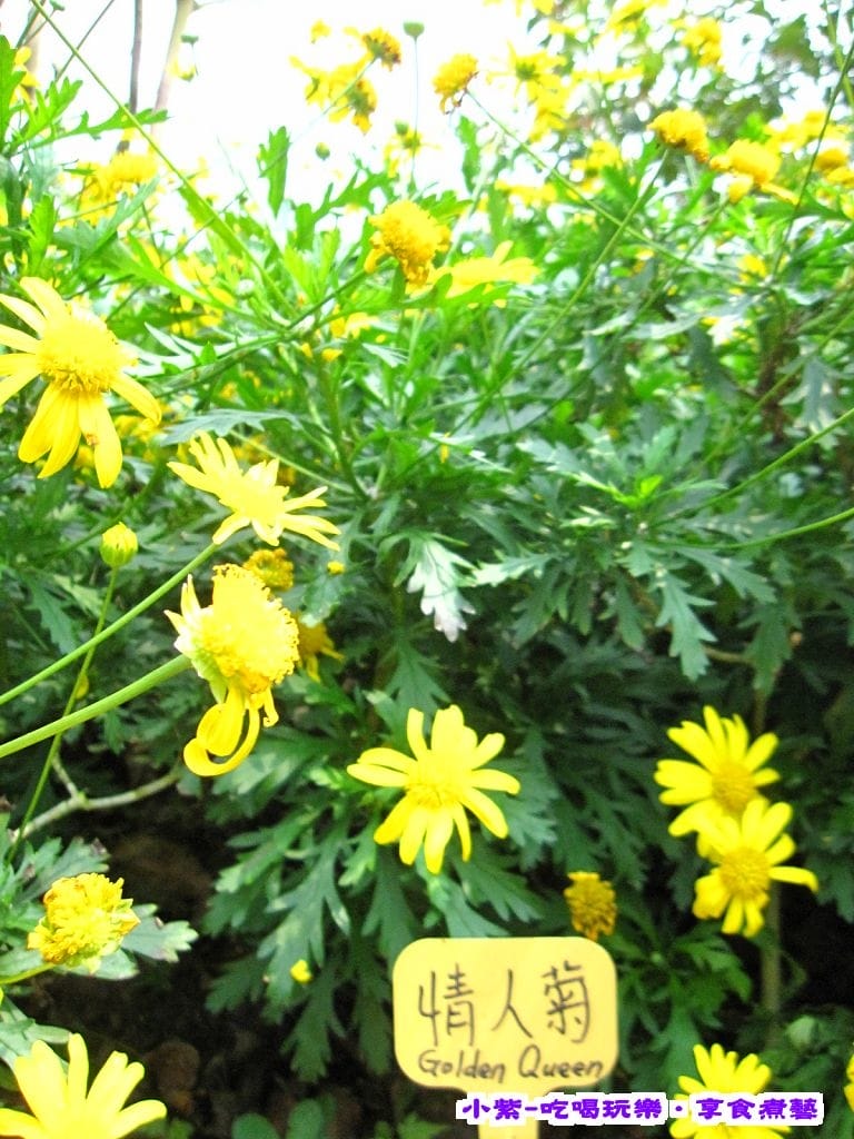 情人菊.jpg