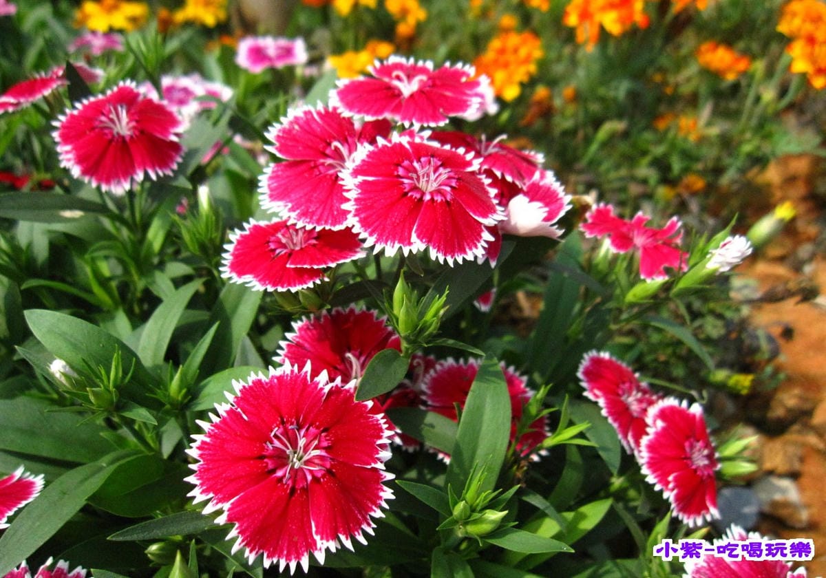 花草 (3).jpg