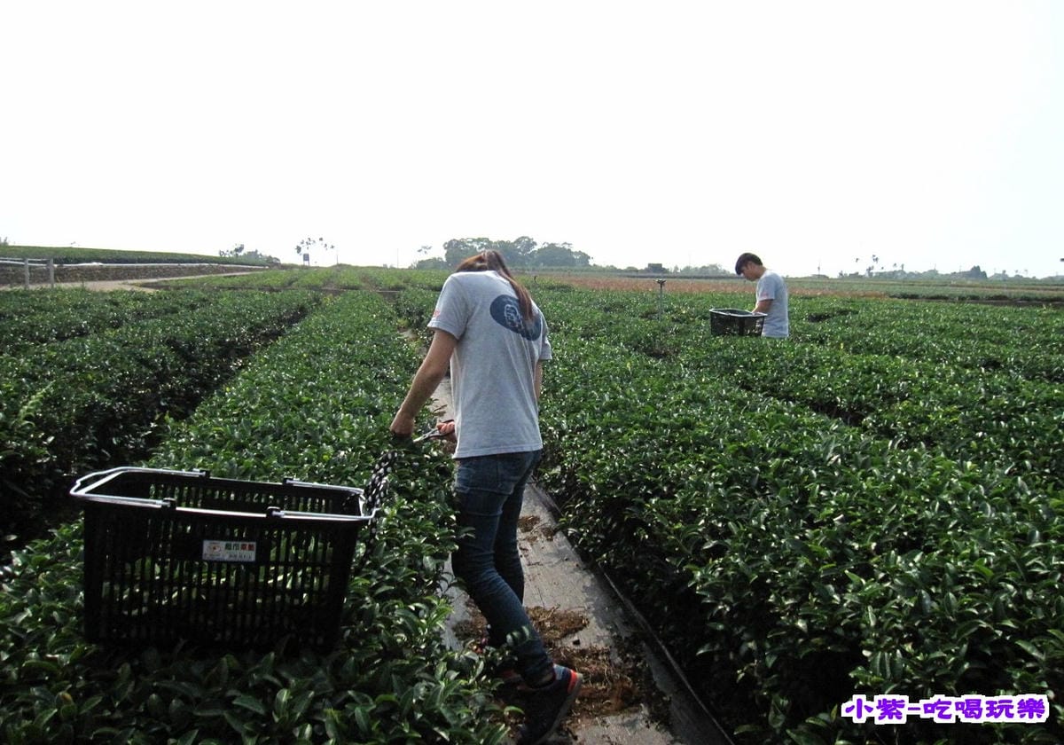 手剪茶葉 (1).jpg