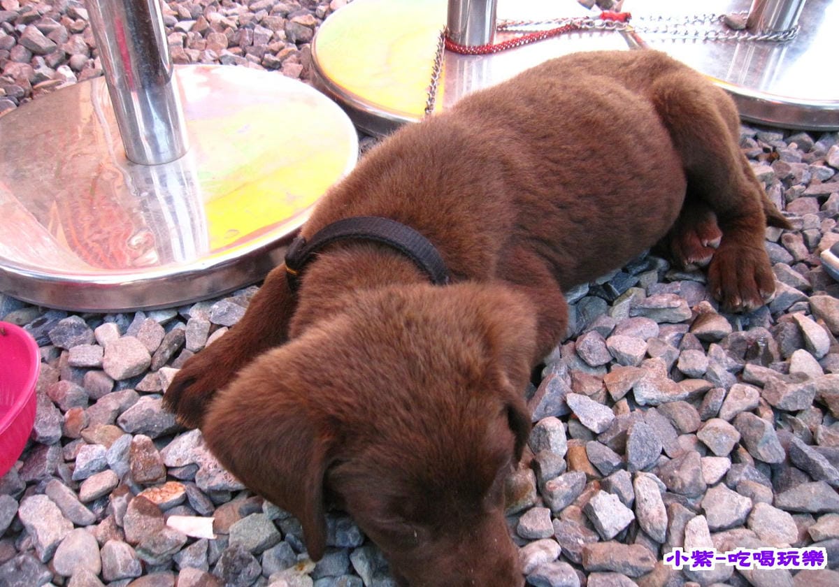 鄰家小犬.jpg