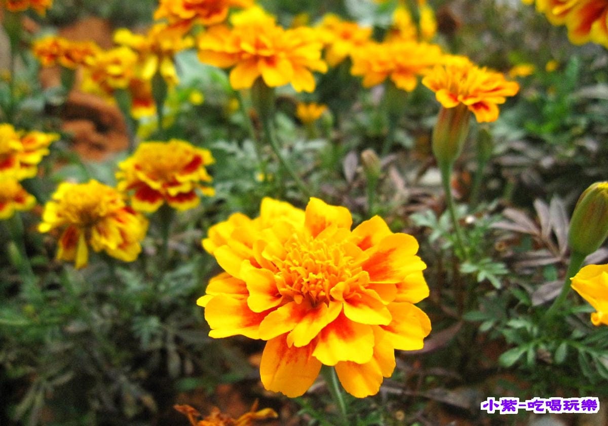 花草 (1).jpg