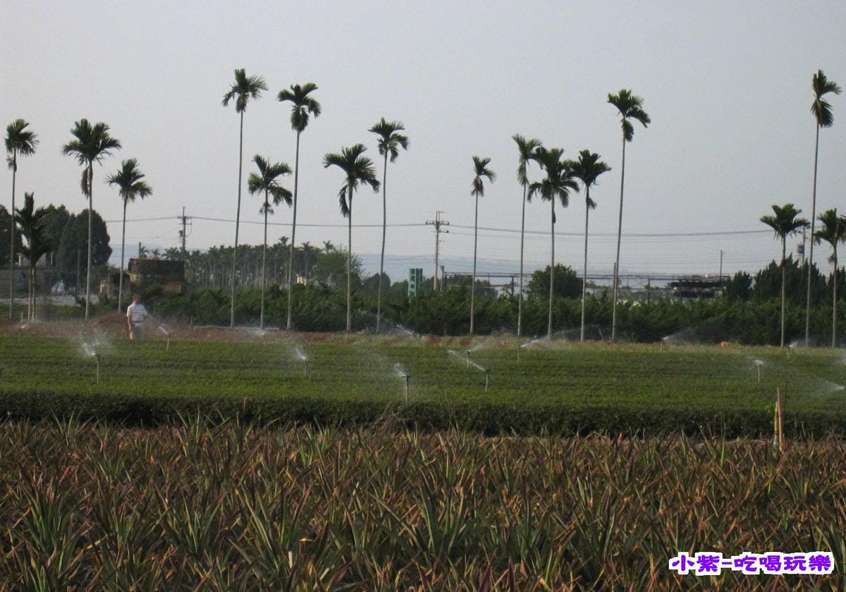 鳳梨園.jpg