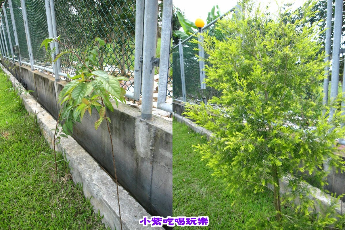 花-樹.jpg