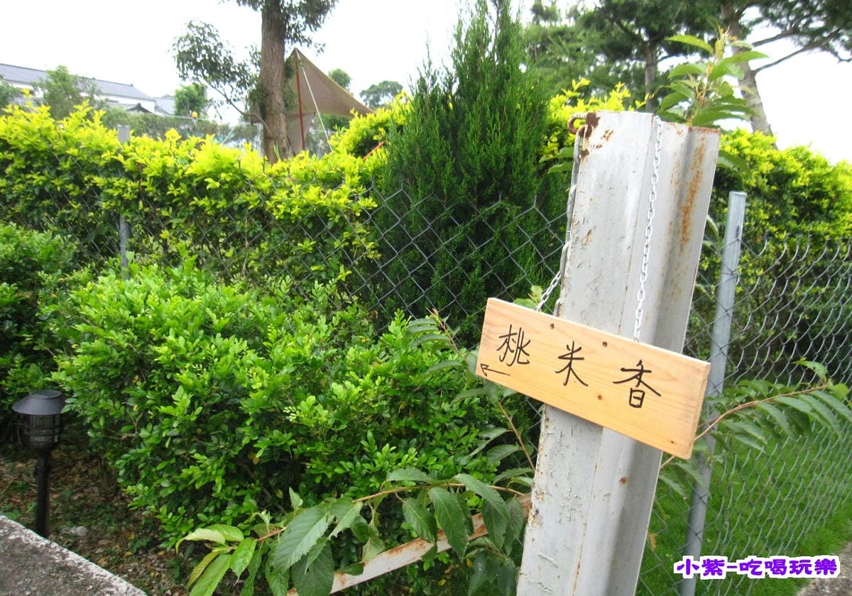 桃米香扛棒.jpg