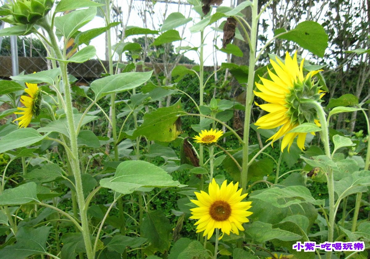 花兒 (2).jpg 花兒 (2).jpg