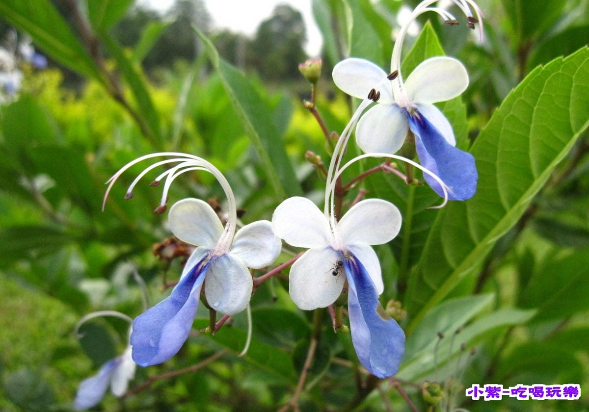 花兒.jpg 花兒.jpg