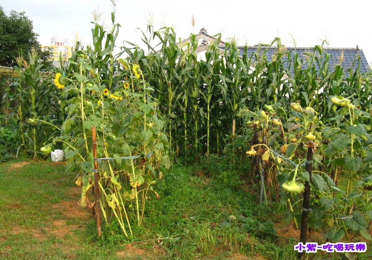 菜園.jpg 菜園.jpg
