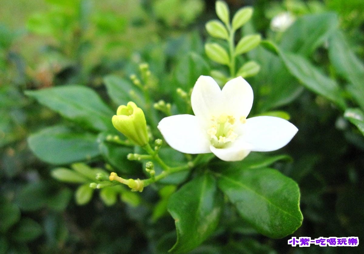 茉莉花.jpg 茉莉花.jpg