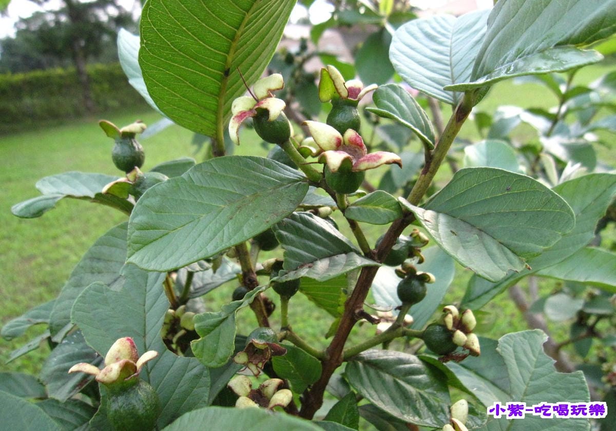 芭樂.jpg 芭樂.jpg