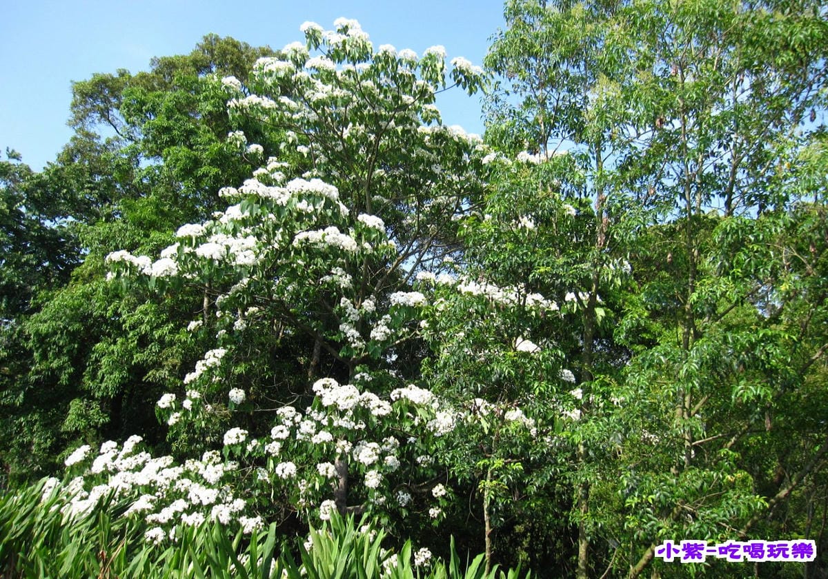 油桐花.jpg 油桐花.jpg